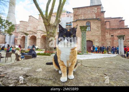 Eine Straßenkatze schläft friedlich am Ausgang der Hagia Sofia im Sultanahmet-Viertel in Istanbul, Türkei Stockfoto