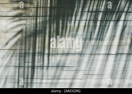 Eine Nahaufnahme der Schatten einer tropischen Palme an der Wand Stockfoto