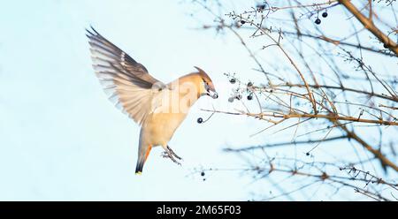 Vogel Bohemian Wachsflügel Bombycilla garrulus Fütterung auf Eberesche Zweig. Nahaufnahme Porträt eines schönen Vogels mit Esche im Schnabel. Festliche Weihnachten Anima Stockfoto