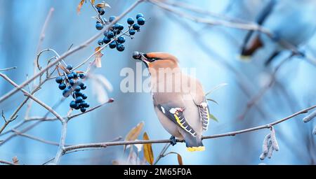 Vogel Bohemian Wachsflügel Bombycilla garrulus Fütterung auf Eberesche Zweig. Nahaufnahme Porträt eines schönen Vogels mit Esche im Schnabel. Festliche Weihnachten Anima Stockfoto