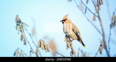 Vogel Bohemian Wachsflügel Bombycilla garrulus Fütterung auf Eberesche Zweig. Nahaufnahme Porträt eines schönen Vogels mit Esche im Schnabel. Festliche Weihnachten Anima Stockfoto