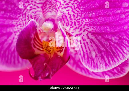 Lila Orchideenblütenphalaenopsis mit Wassertropfen Phalaenopsis oder falah auf pinkfarbenem Hintergrund. Purpurphalaenopsis-Blüten. Bekannt als Schmetterlingsorchidee Stockfoto