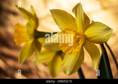 Erstaunliches Blumenfeld der gelben Narzissen. Das perfekte Bild für Frühlingshintergrund und Blumenlandschaft Stockfoto