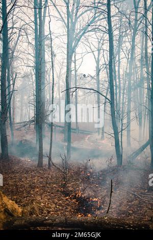 Quantico Fire & Emergency Services und Natural Resources Environmental Affairs (NREA) führen kontrollierte Verbrennungen an der Marine Corps Basis Quantico, Virginia, 4. April 2022 durch. Laut NREA besteht der Zweck der Verbrennung darin, die Menge an Brennstoff zu reduzieren, das Potenzial von Waldbränden zu minimieren und die Lebensräume der wildlebenden Tiere zu fördern. Bei Kraftstoffstreu handelt es sich um tote und ausgetretene Holzschutt, die als Brennstoff für Waldbrände oder andere potenzielle Gefahren verwendet werden könnten. Darüber hinaus kann überschüssiges Laub den natürlichen Nährstofffluss im Boden und im Ökosystem insgesamt stören. Die Verbrennungen werden mehrmals im gesamten Auge durchgeführt Stockfoto