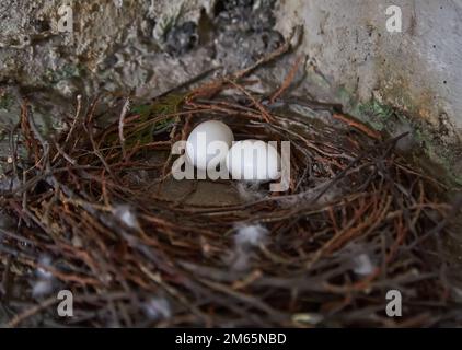 Schließen Sie zwei Taubeneier im Nest Stockfoto