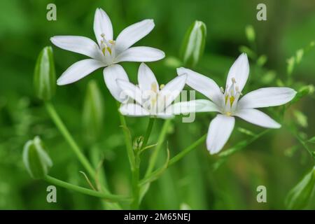 Ornithogalblüten. Schöne Blüte im Frühlingsgarten. Viele weiße Blumen von Ornithogalum. Ornithogalum umbellatum Graslilie in Blüte, kleines orn Stockfoto