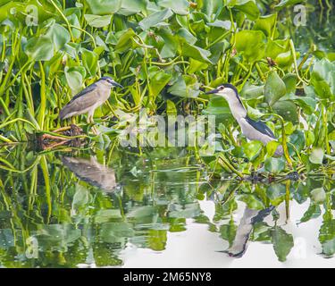 Ein schwarzer Nachtreiher in einem See Stockfoto