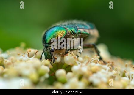 Rose Chafer. Cetonia aurata oder Metallkäfer essen Pollen auf weißen Blüten Leatherleaf Viburnum rhytidophyllum Alleghany. Stockfoto