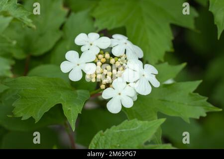 Weiße Viburnum-Blüten in Nahaufnahme auf grünem Laubhintergrund, Frühling, Blumenhintergrund Stockfoto