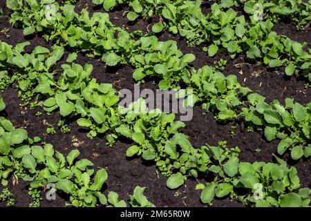 Reihen von Rettich-Setzlingen im Garten. Bio gesunde Lebensmittel aus Ihrem eigenen Garten. Gartenbett mit wachsenden Rettichen Stockfoto