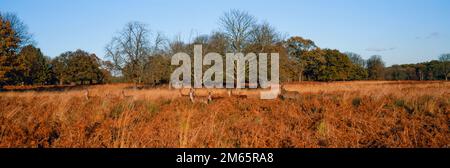 Red Deer, Cervus elaphus, Harem with stag and hinds, Richmond Park, London, Vereinigtes Königreich Stockfoto