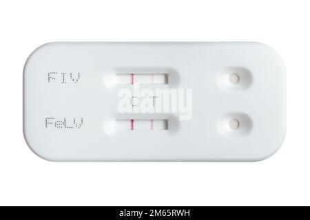 Testkit für felines Leukämievirus und Immundefizienzvirus mit positivem Ergebnis auf weißem Hintergrund. Stockfoto