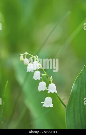 Waldlandyshi: Dickes duftendes Dickicht aus zarten Blumen vor dem Hintergrund eines Pinienwaldes im Mai und April. In der Ukraine sind es seltene Blumen, die Stockfoto