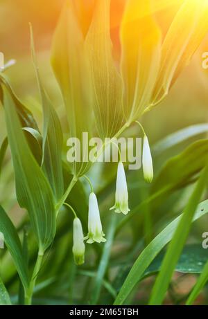 Waldlandyshi: Dickes duftendes Dickicht aus zarten Blumen vor dem Hintergrund eines Pinienwaldes im Mai und April. In der Ukraine sind es seltene Blumen, die Stockfoto