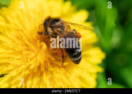 Schöne Biene mit Pollen auf einer Blume in Gelb ist sehr nah, Stockfoto