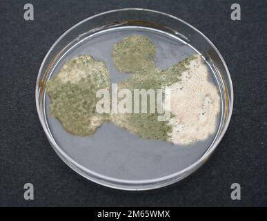 Pilzkultur auf einer Petrischale mit Nährmedium in einem Universitätslabor. Stockfoto