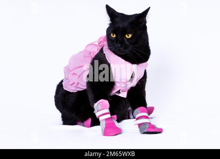 Schwarze Katze in pinkfarbenem Kleid und Schühchen Stockfoto