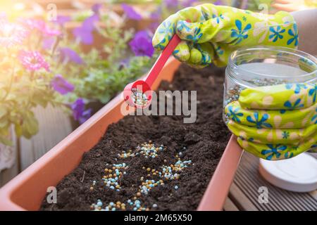 Dünger für Blumen. Der Vorgang der Fütterung von Blüten vor dem Anpflanzen in Blumentöpfen. Die Hand einer Nahaufnahme streut den Boden mit Dünger Stockfoto