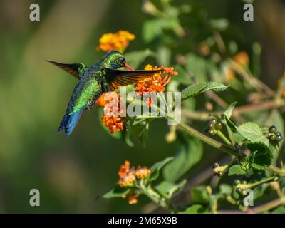 Männlicher glitzernder Bauch-Smaragd (Chlorostilbon lucidus) als Fütterung an einer Lantana camara-Pflanze (gewöhnlicher lantana) Stockfoto