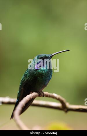 Violetear Kolibri sitzt auf einem kleinen Ast Stockfoto