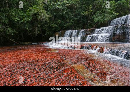 Quebrada de Jaspe, Jasper Creek Wasserfall mit rotem Stein Flussbett, Gran Sabana, Venezuela Stockfoto