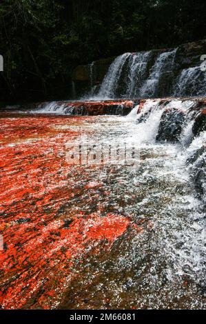 Quebrada de Jaspe, Jasper Creek Wasserfall mit rotem Stein Flussbett, Gran Sabana, Venezuela Stockfoto