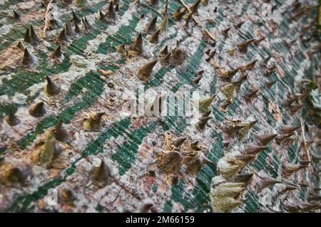 Nahaufnahme von Stacheldornen an der Rinde eines Seidenholzbaums Stockfoto