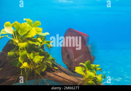 Aus nächster Nähe sehen Sie Red Cover Discus Fische, die im Aquarium schwimmen. Schweden. Stockfoto