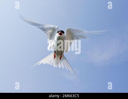 Tern Stockfoto