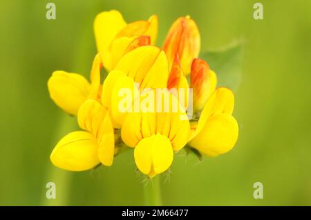 Ein gelber Lotus corniculatus in Nahaufnahme isoliert mit verschwommenem Hintergrund Stockfoto