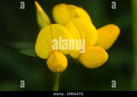 Ein gelber Lotus corniculatus in Nahaufnahme isoliert mit verschwommenem Hintergrund Stockfoto