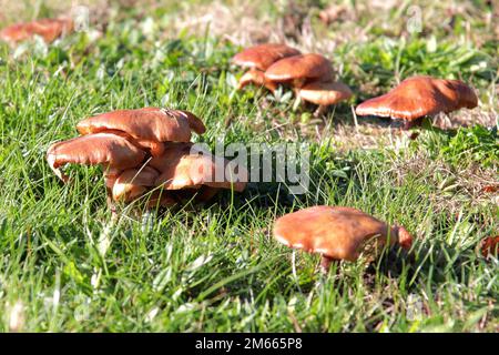 Die Jack-o'-Laternen-Pilze (Omphalotus olearius) in einem Garten Stockfoto