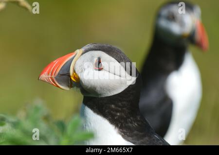 Papageientaucher, fratercula arctica, umgeben von Grün und Laub Stockfoto