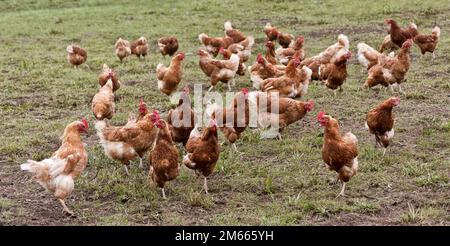 Legehennen aus Freilandhaltung mit organischen Eiern, Rhode Island Reds, die im Feld umherstreifen, Kalifornien. Stockfoto