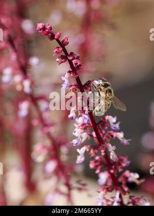 Makro der Bienenpollensammlung auf rosa Coleusblüte im französischen Garten Stockfoto