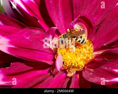 Makro von Honigbienen (APIs), die sich von roten Dahlienblüten mit Pollen an den Beinen ernähren Stockfoto