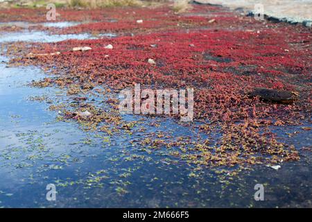 Leuchtend bunte Elfenorpine, Diamorpha Smallii in Atlanta, Georgia. (USA) Stockfoto