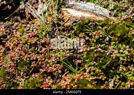 Elf-Orpine, Diamorpha Smallii, die in Atlanta, Georgia, anfing. (USA) Stockfoto