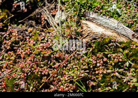 Elf-Orpine, Diamorpha Smallii, die in Atlanta, Georgia, anfing. (USA) Stockfoto