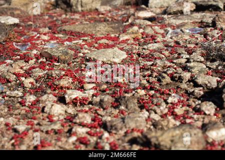 Leuchtend roter Elf-Orpin, Diamorpha Smallii in Atlanta, Georgia. (USA) Stockfoto