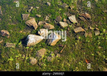 Steine und Gras im kristallklaren Wasser von Atlanta, Georgia. (USA) Stockfoto