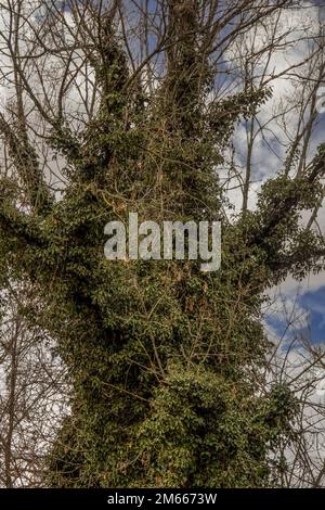 Moos wächst im Baum Stockfoto