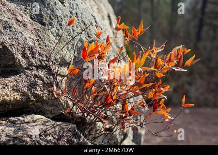 Ein feuriger Busch kommt aus einem Felsen in Atlanta, Georgia. (USA) Stockfoto