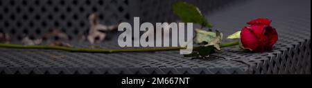 Horizontales Banner oder romantische verwelkte rote Rosen, Valentinstag, schwarzer Hintergrund Stockfoto