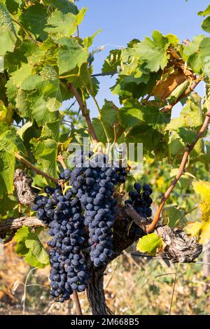 Typischer Weinberg mit blauen Trauben in der Nähe von Chateauneuf-du-Pape, Cotes du Rhone, Frankreich Stockfoto