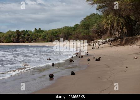 Kokosnüsse am Pakala Beach in der Nähe von Waimea auf Kauai Stockfoto