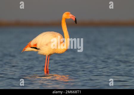 Flamingo im Parc Naturel regional de Camargue, Provence, Frankreich Stockfoto