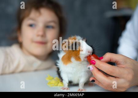 Nahaufnahme eines lustigen Meerschweinchens, das Tomaten und Käse von einer gekürzten Frauenhand mit Maniküre gegen ein kleines Mädchen isst Stockfoto