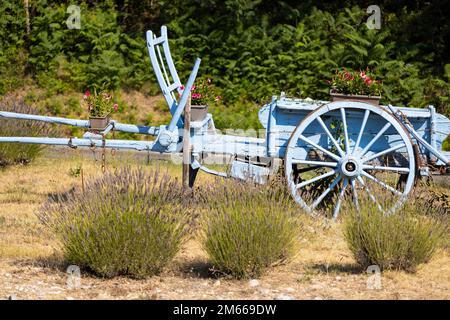 Blauer Holzwagen mit Lavendel Stockfoto