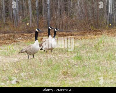 Kanadische Gänse, die im Frühling auf einem Bauernhof spazieren gehen Stockfoto